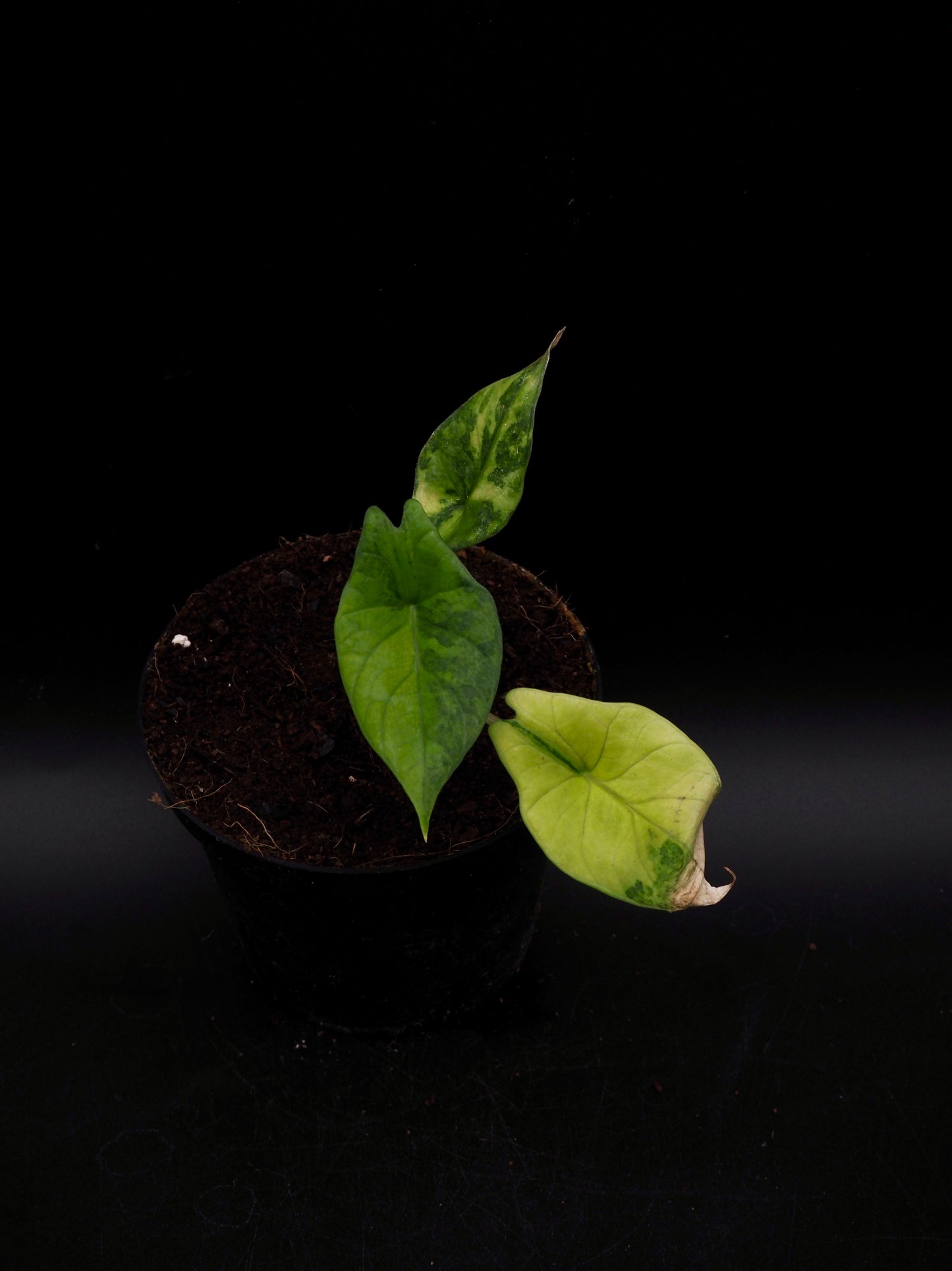 Alocasia Scalprum Aurea