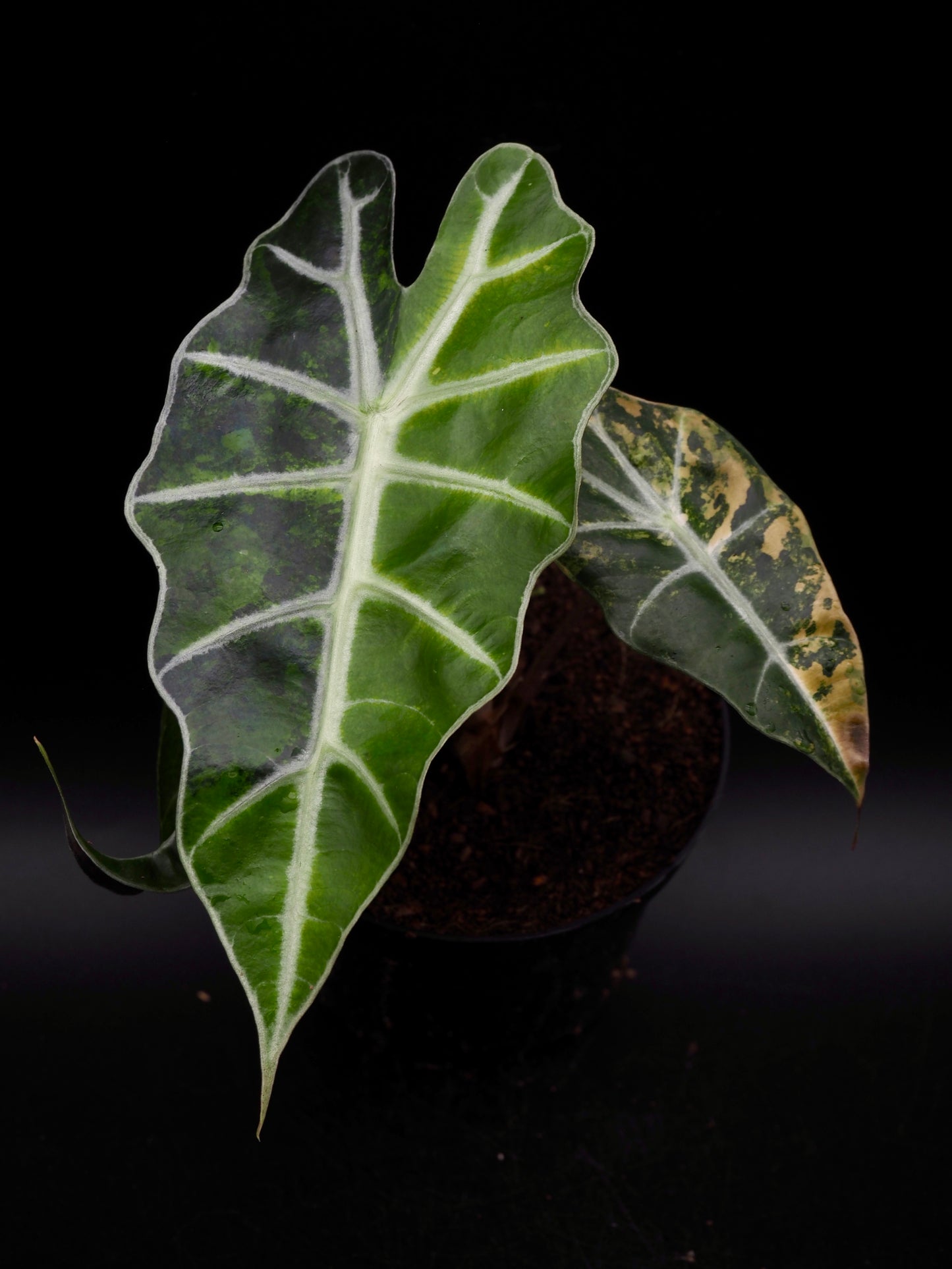 Alocasia Polly Aurea