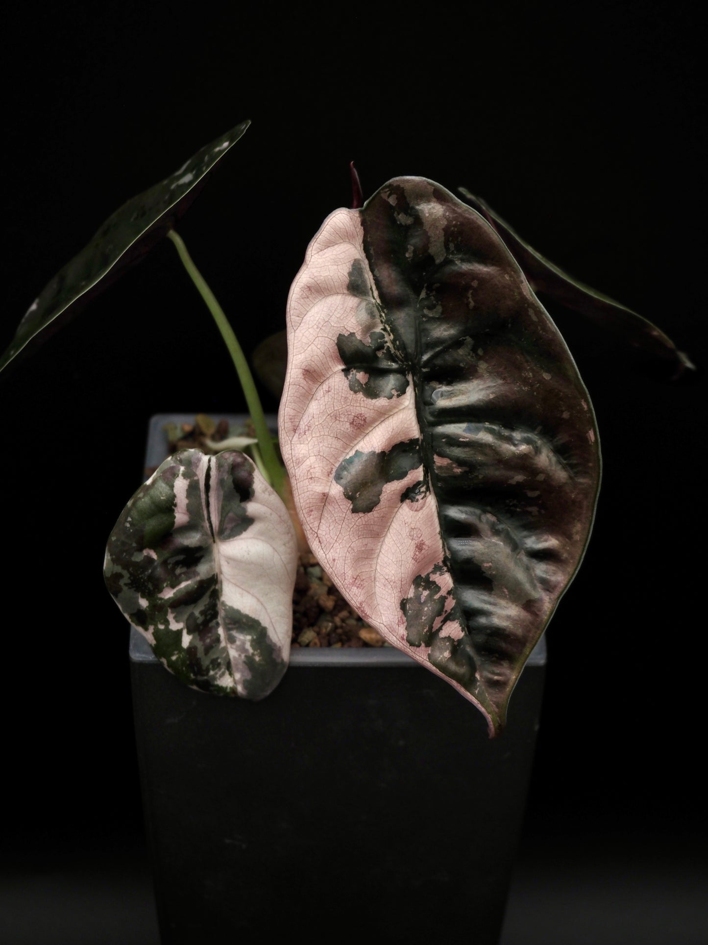 Alocasia Cuprea Nom Yen