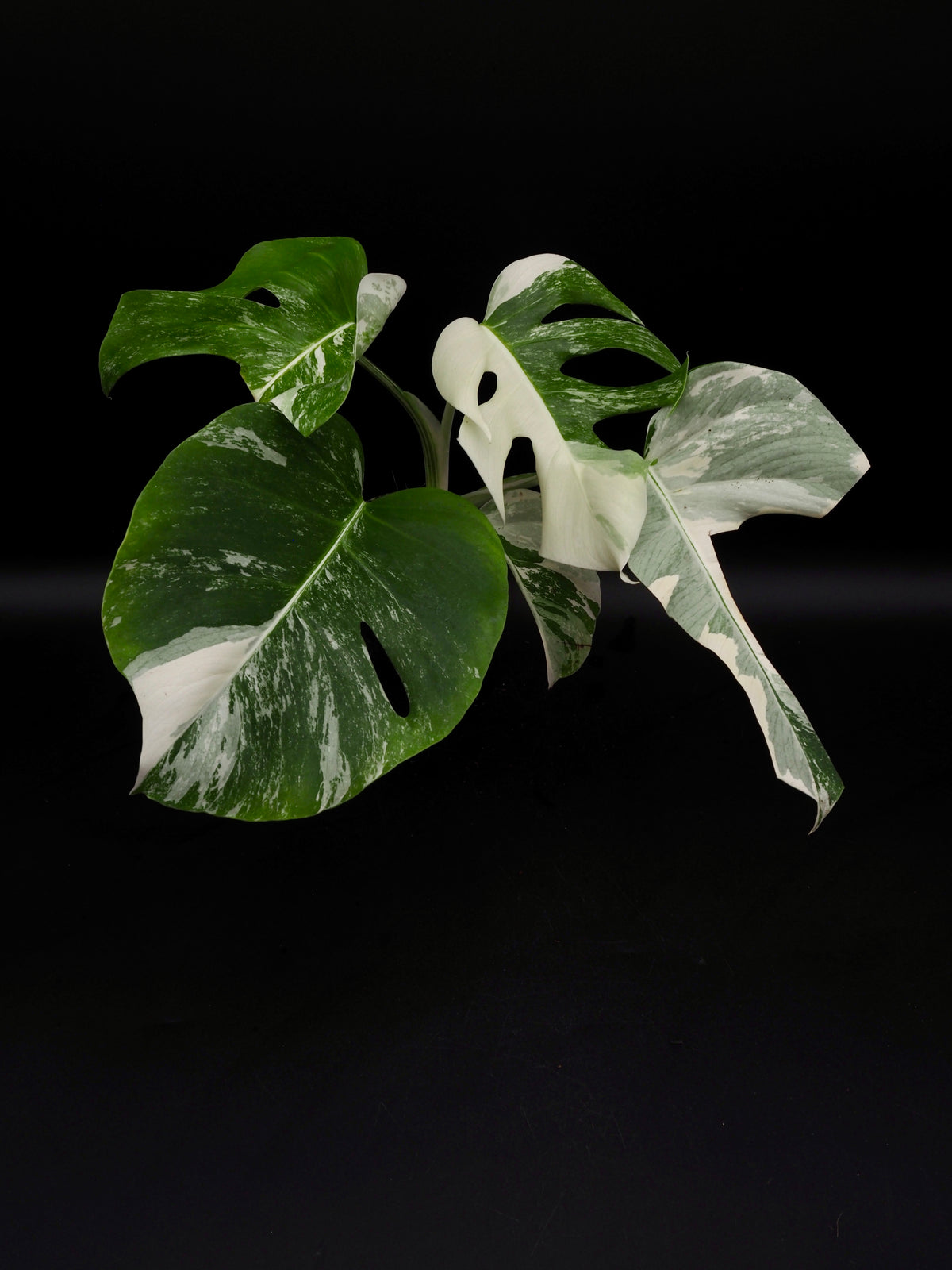 Monstera Borsigiana Albo Variegata