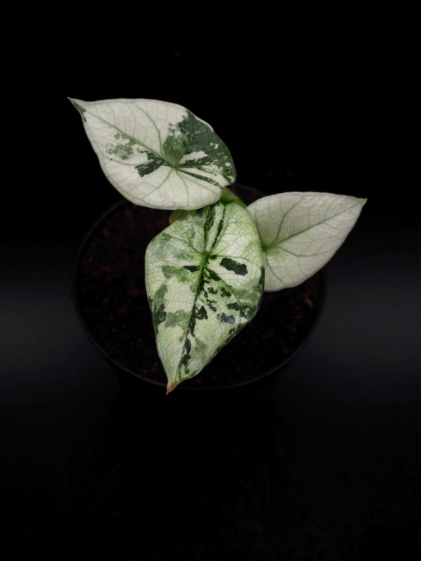 Alocasia Sinuata Albo
