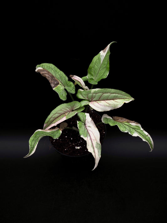 Syngonium White Princess