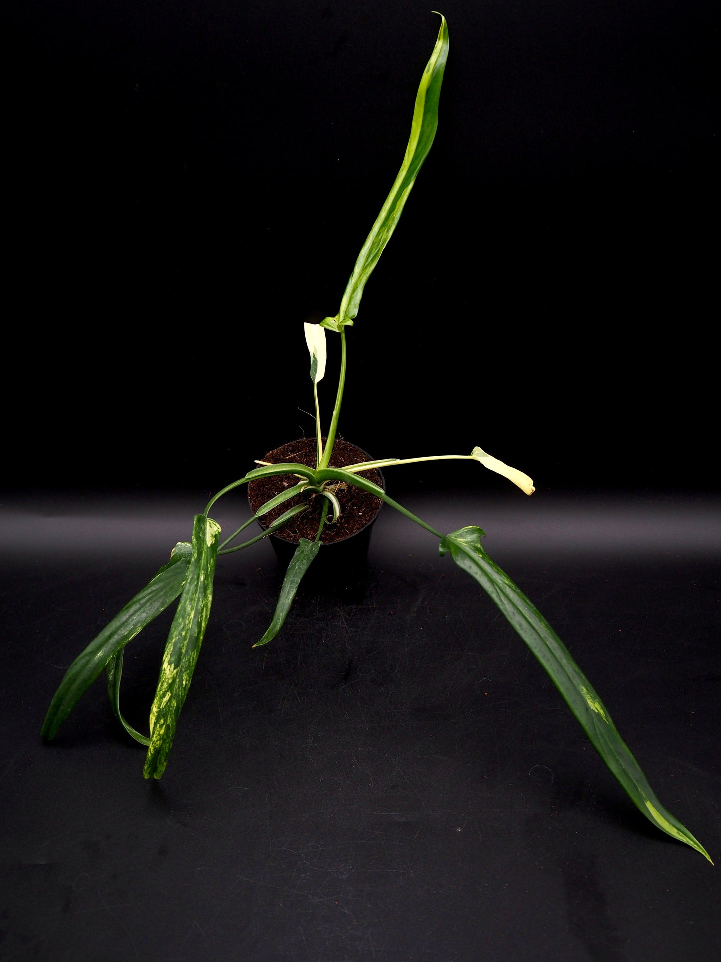 Philodendron Holtonianum Aurea