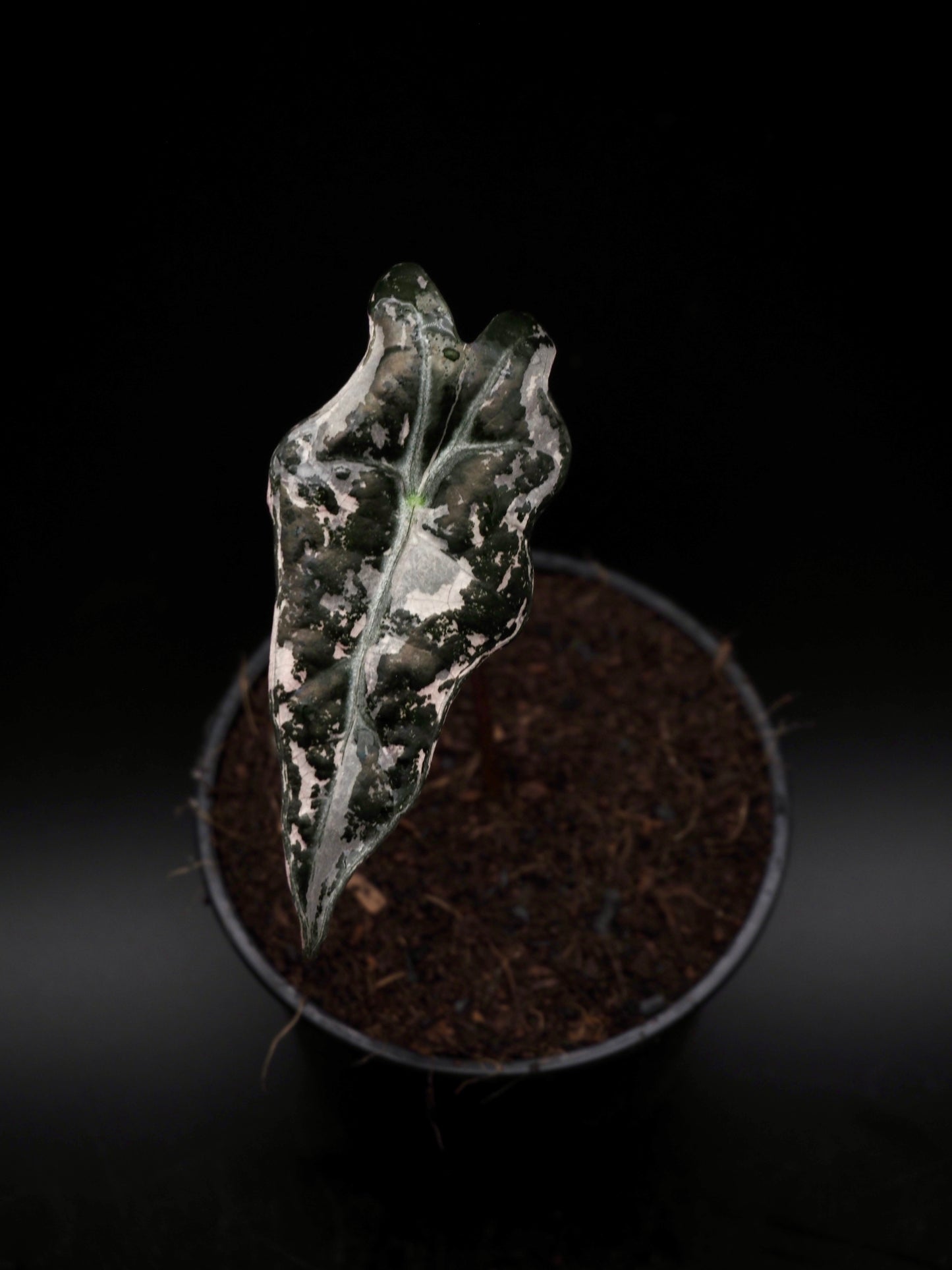 Alocasia Nobilis Pink