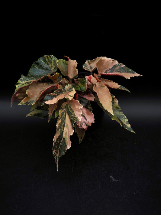 Begonia Ginny Galaxy