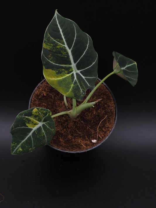 Alocasia Velours Noir Aurea