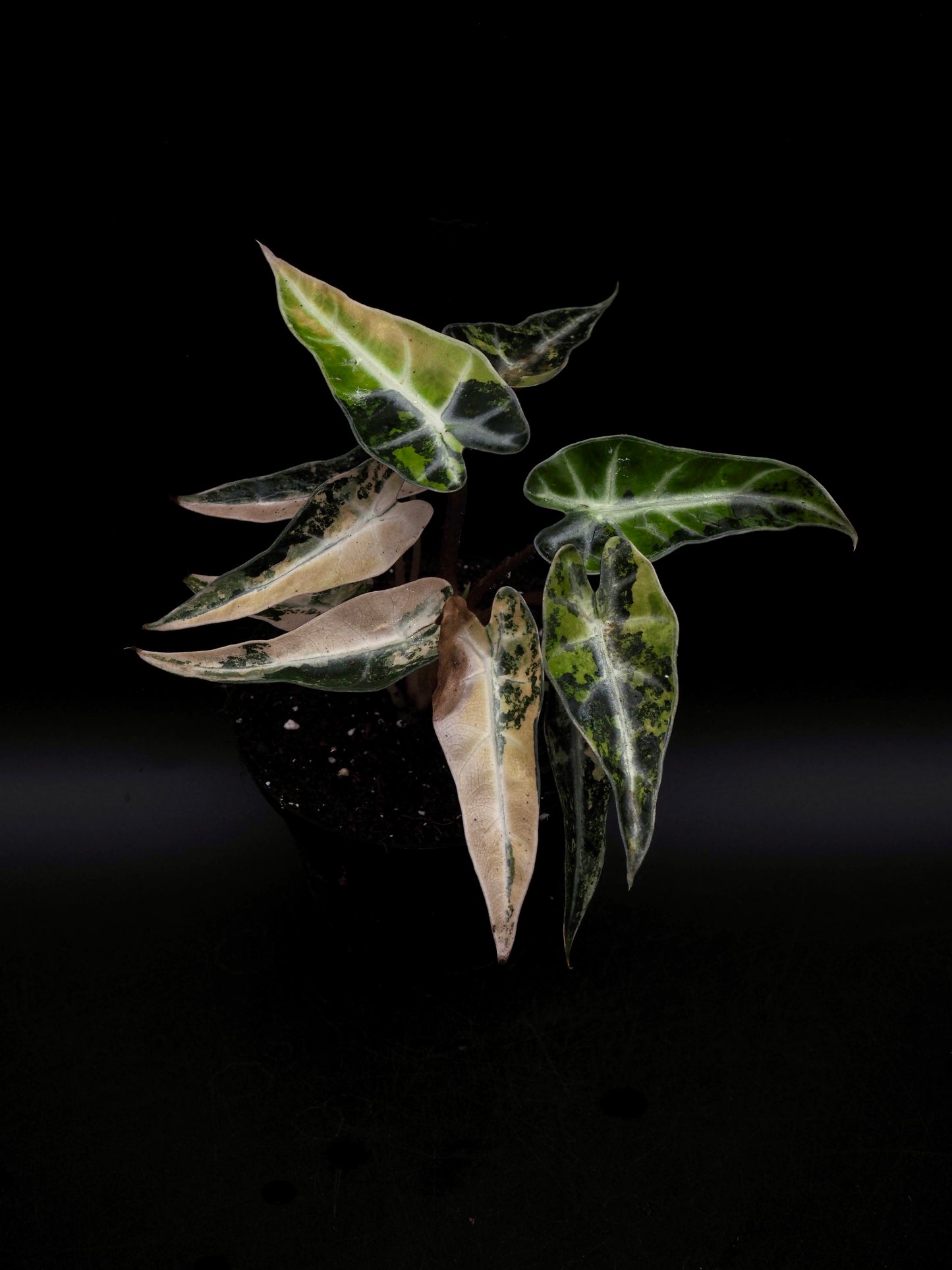 Alocasia Bambi Aurea