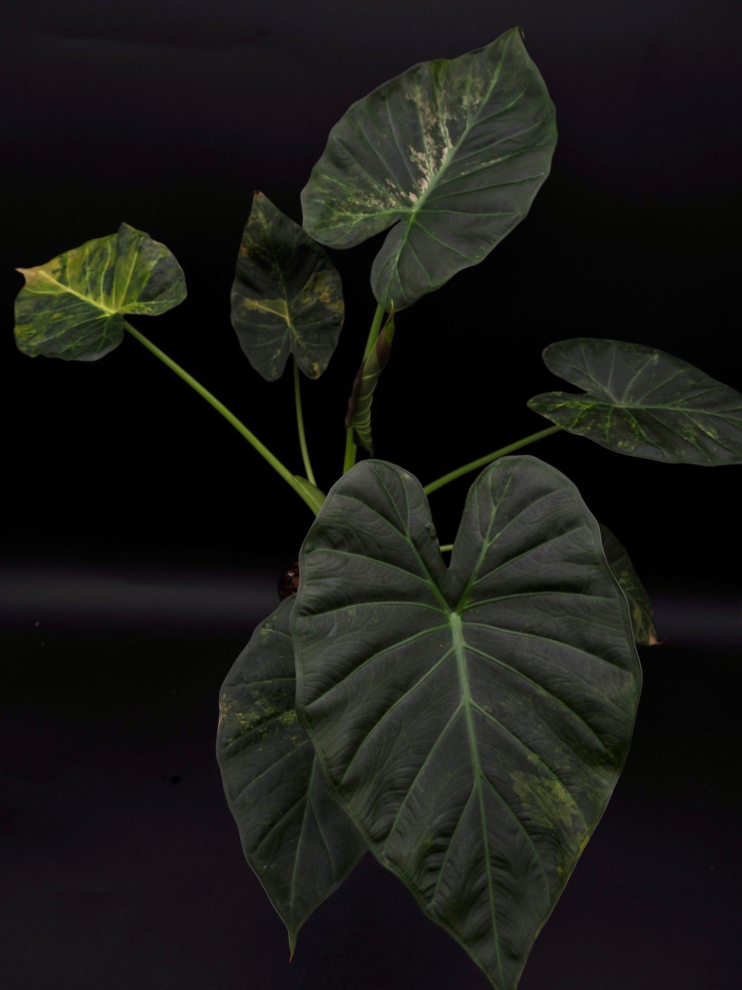 Alocasia Regal Shield Aurea