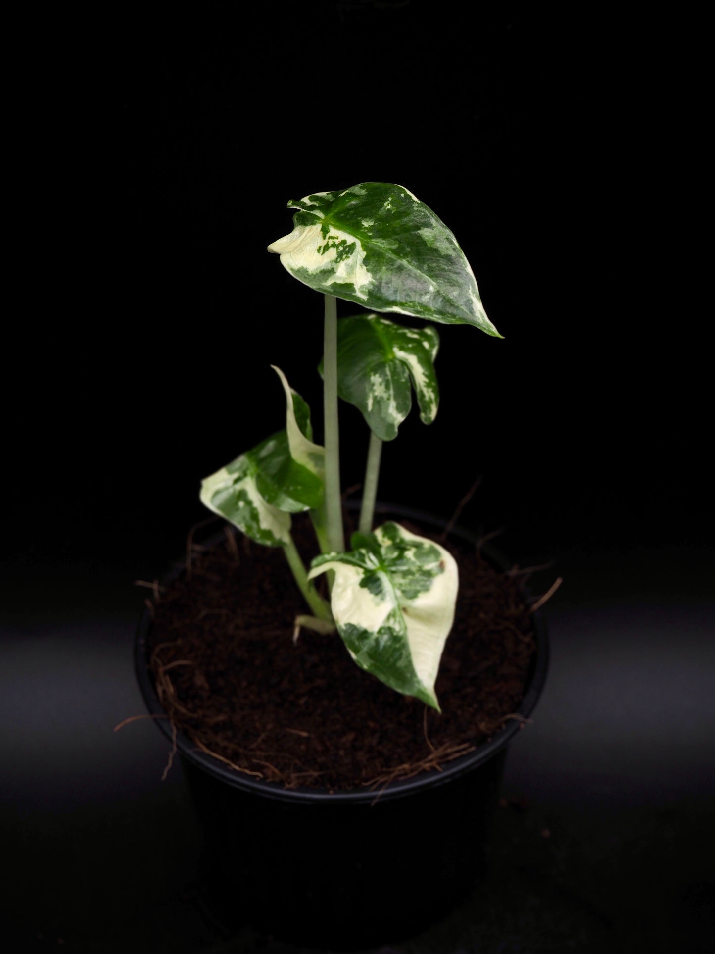 Alocasia Sarian Albo