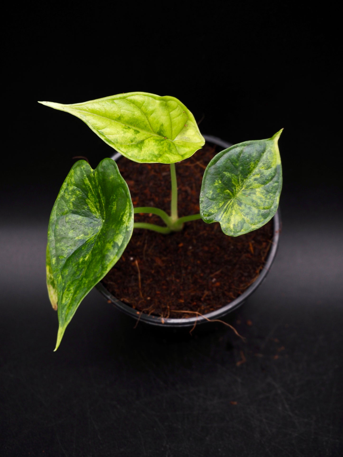 Alocasia Dragon Scale Aurea