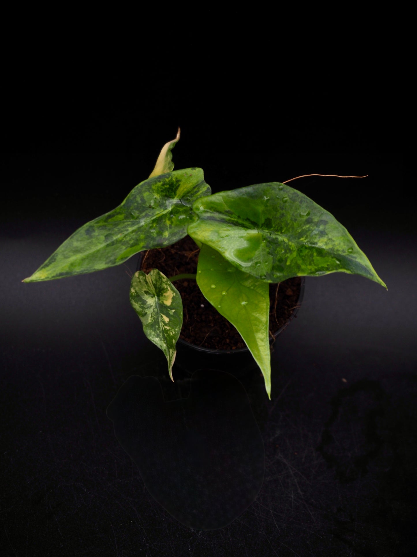 Alocasia Simpo Aurea