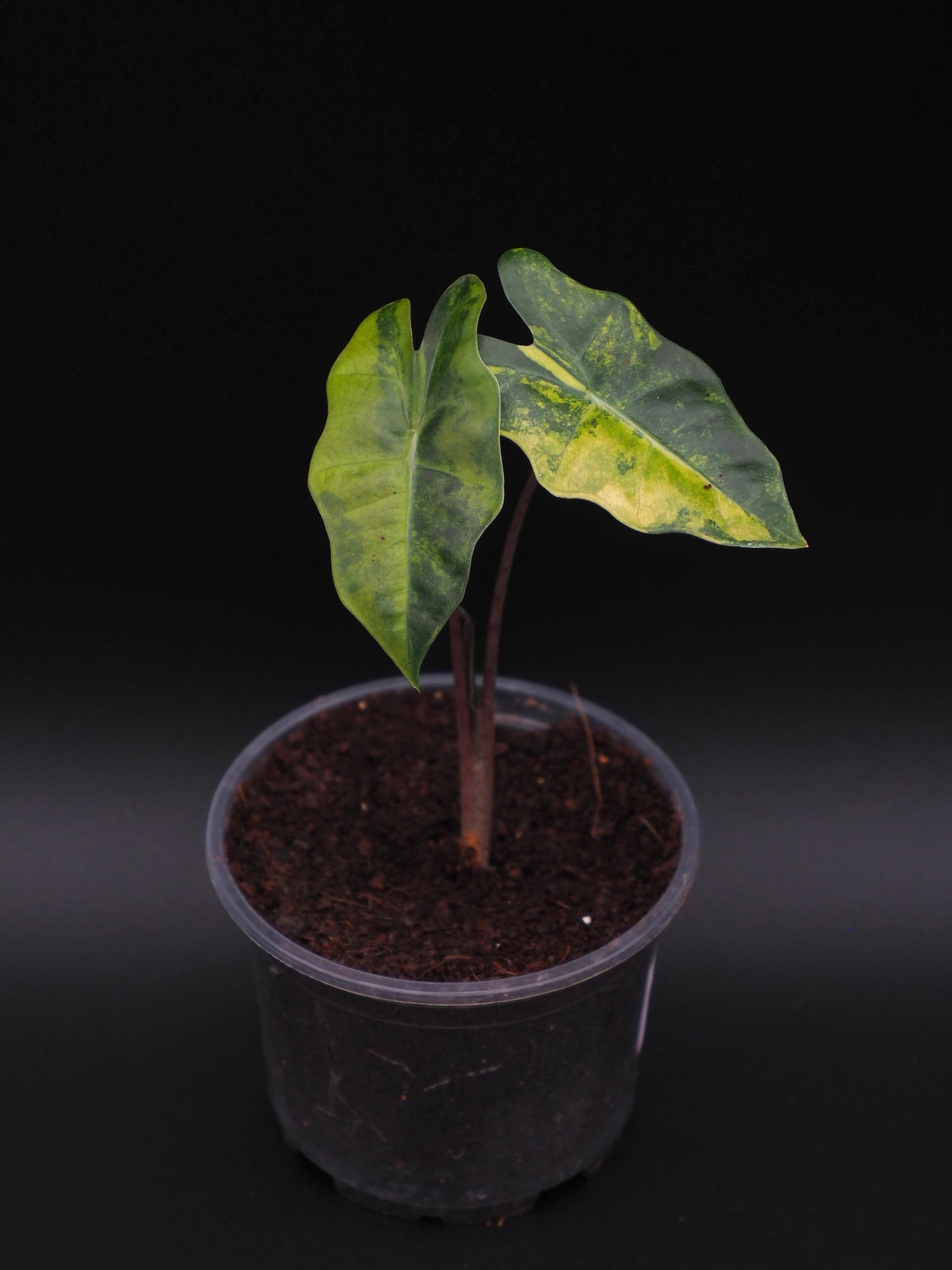 Alocasia Pseudo Sanderian Aurea Variegata