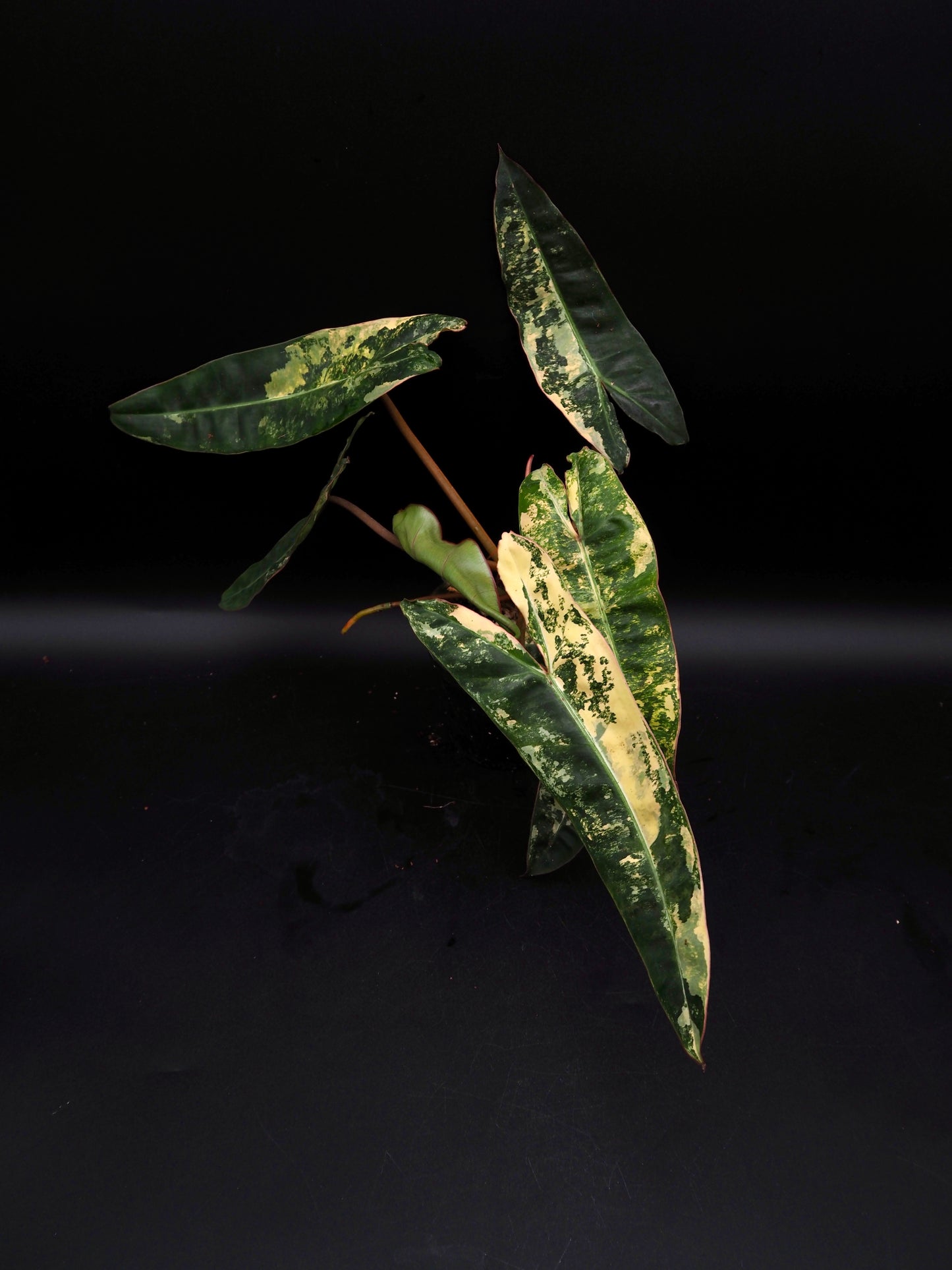 Philodendron Billietiae Variegata