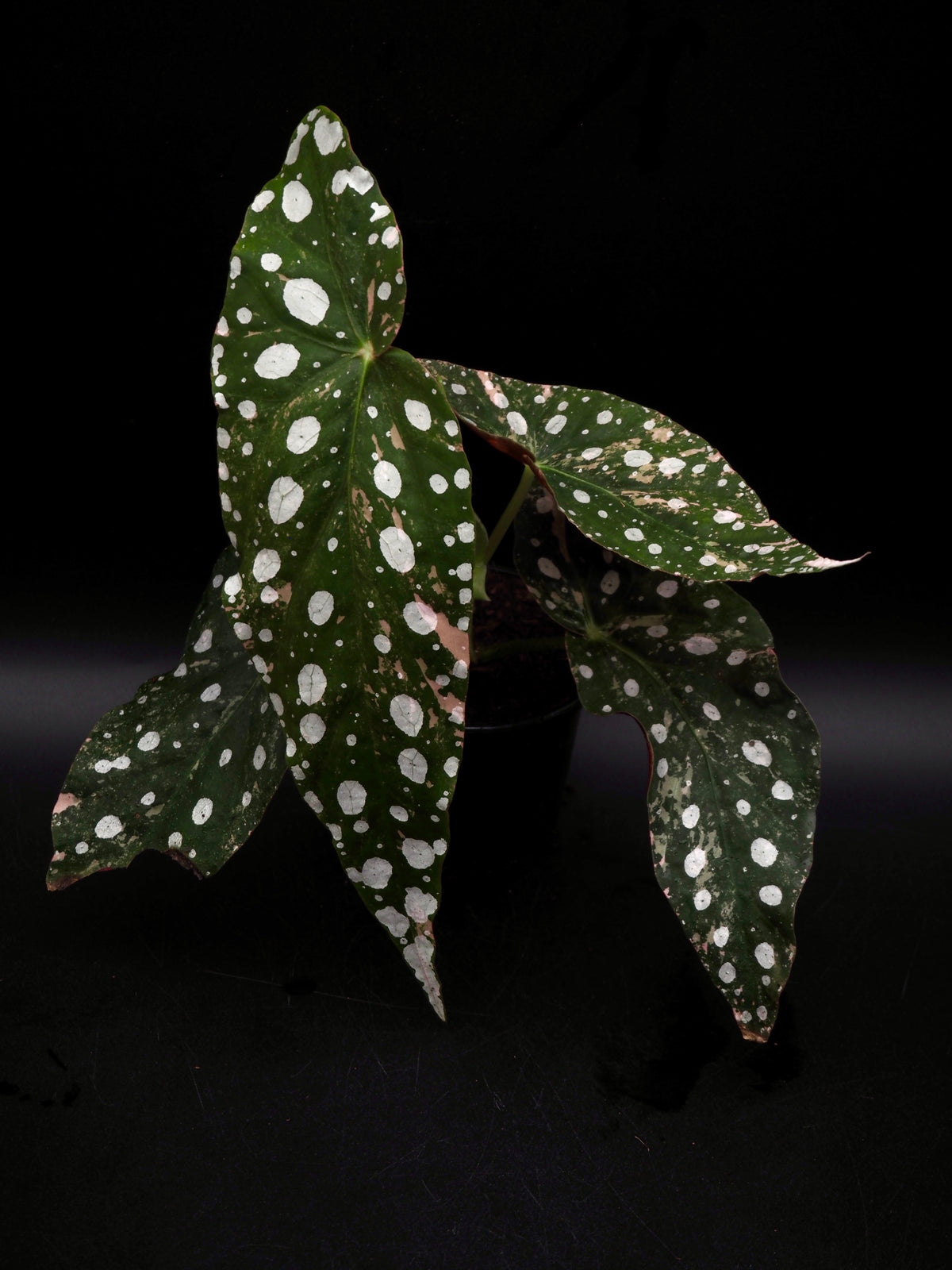Begonia Maculata Pink Variegata