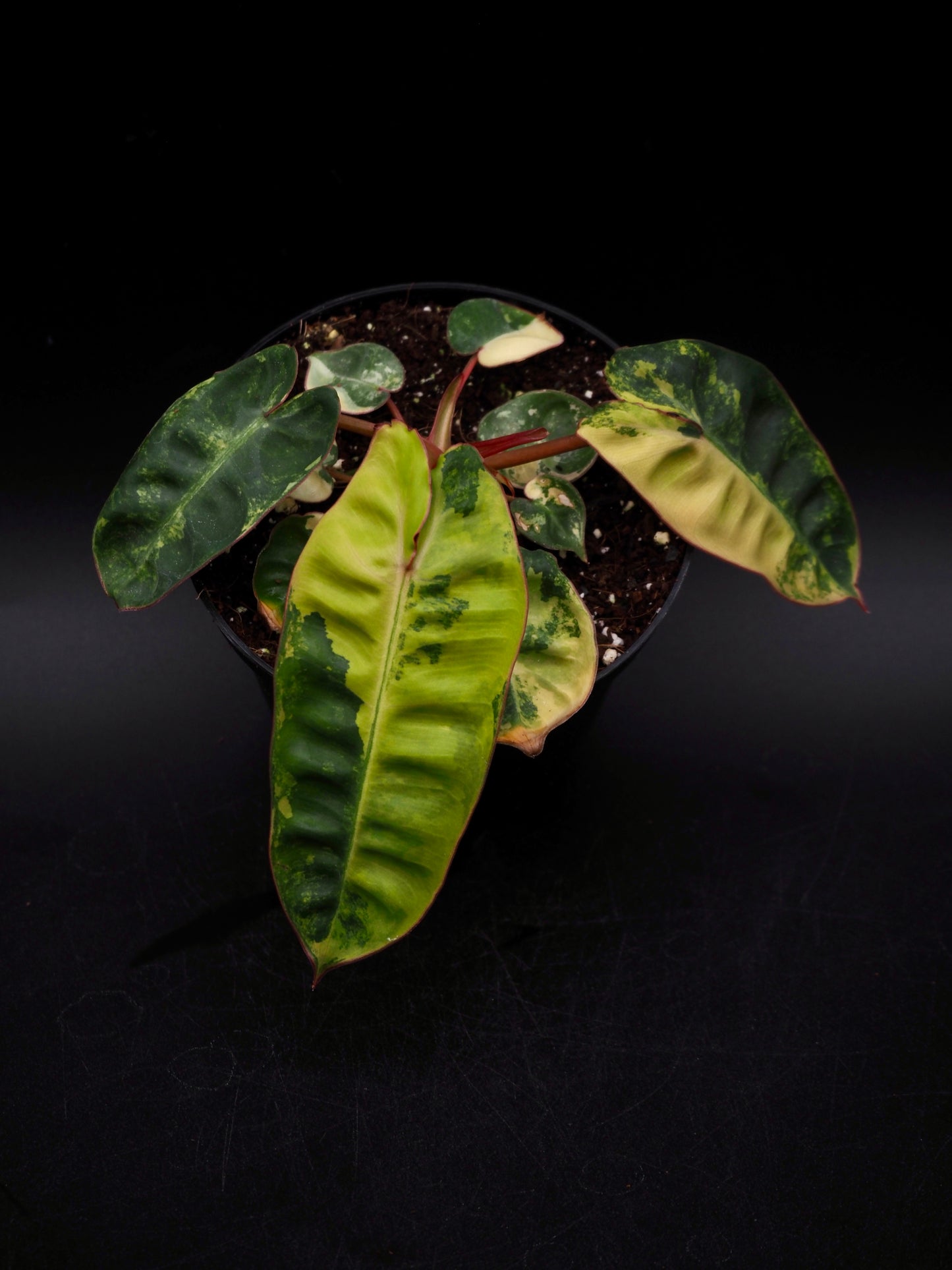 Philodendron Billietiae Variegata