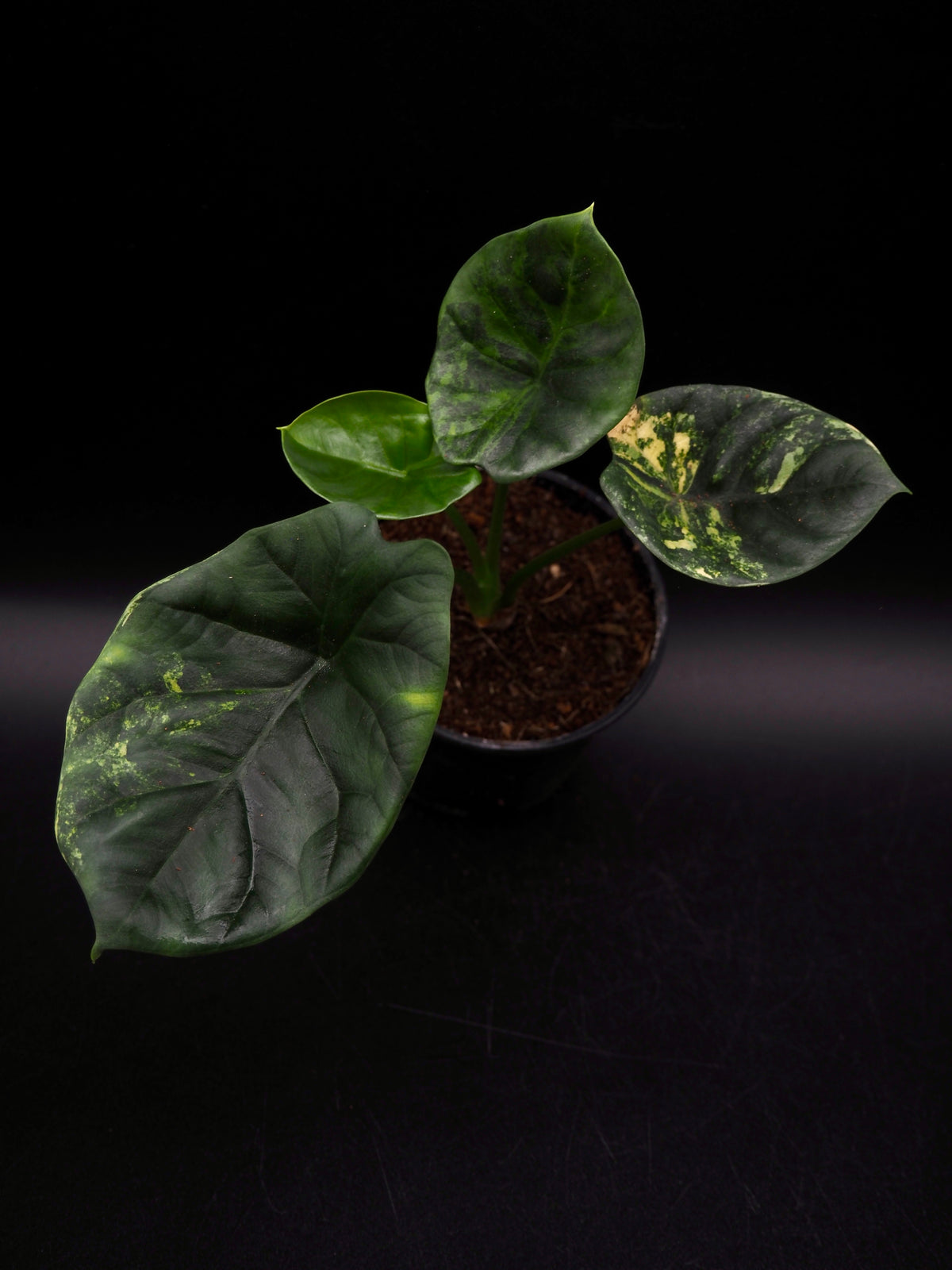 Alocasia Sinuata Aurea