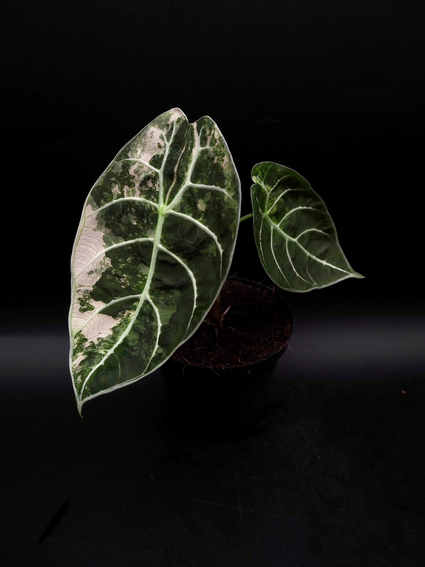 Alocasia Watsoniana Doff Albo/Pink