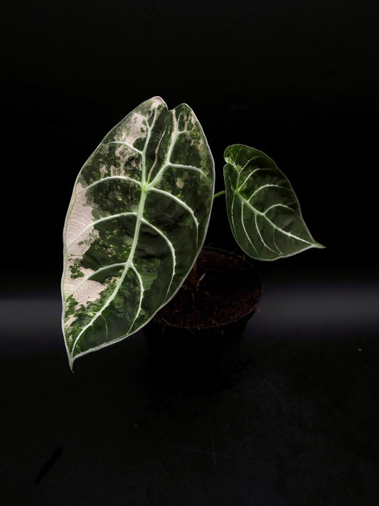 Alocasia Watsoniana Doff Albo/Pink