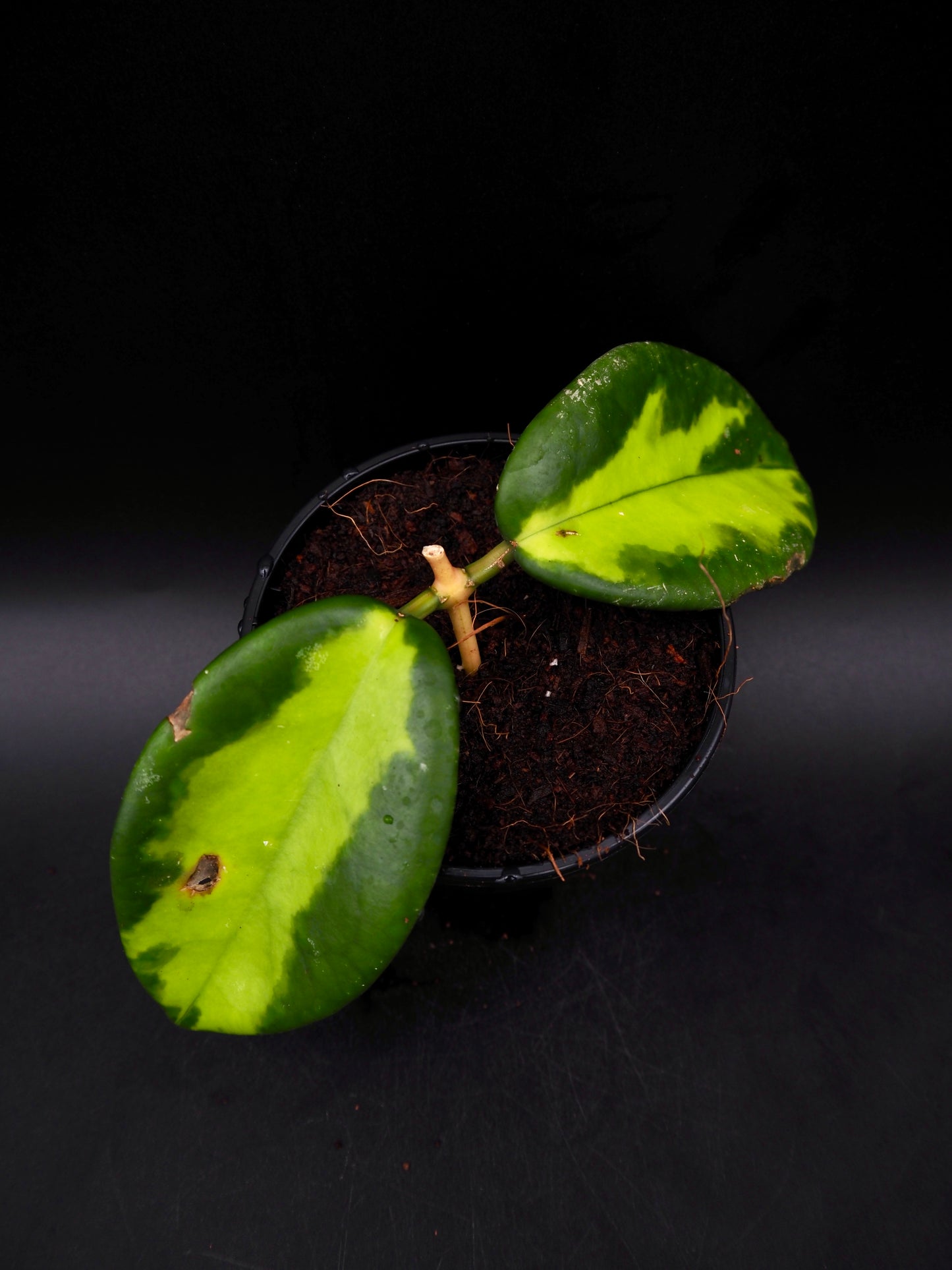 Hoya Maharani Variegata
