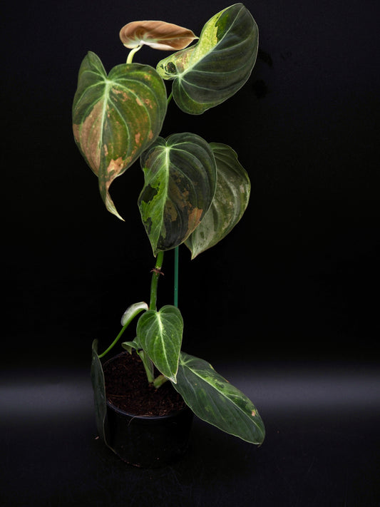 Philodendron Melanochrysum Variegata