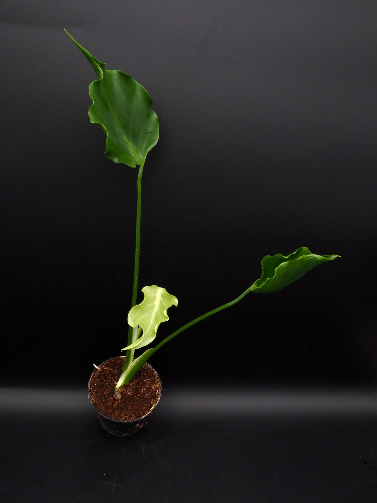 Monstera Unniiae
