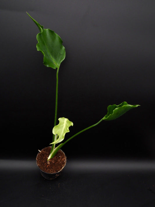 Monstera Unniiae