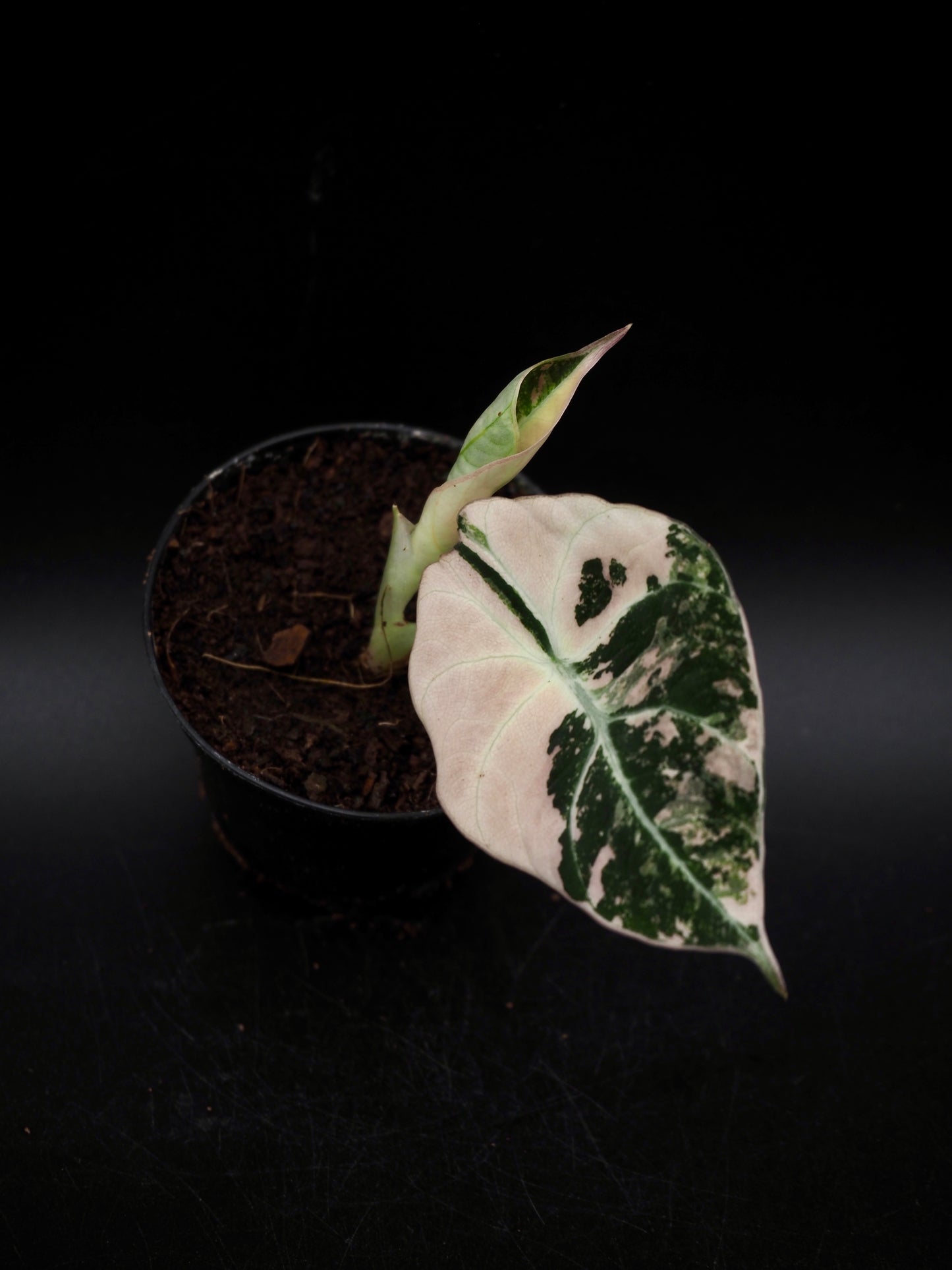 Alocasia Black Velvet Pink