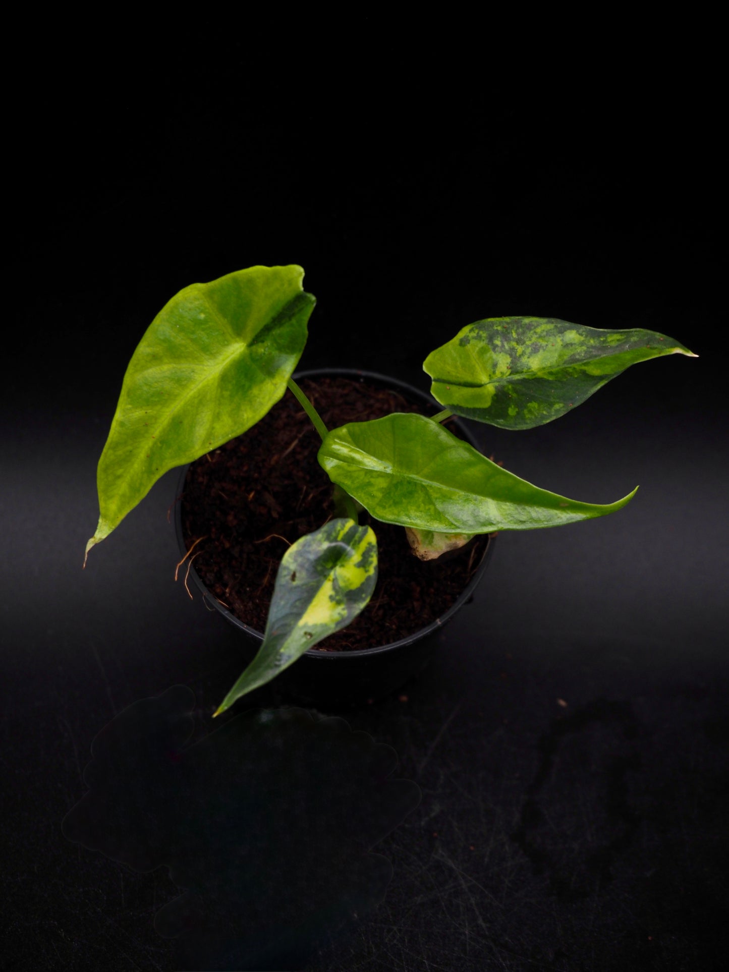 Alocasia Simpo Aurea