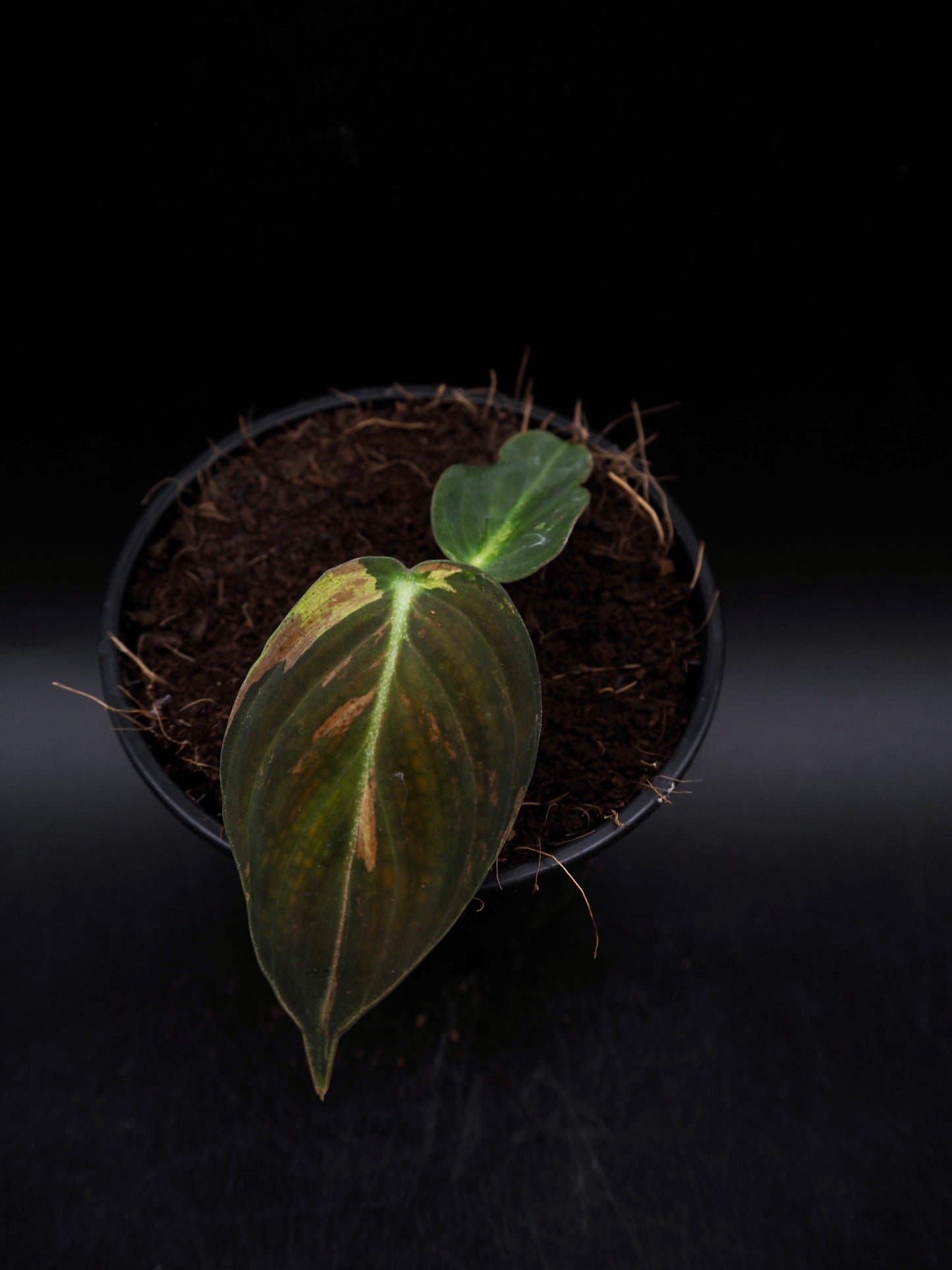 Philodendron Melanochrysum Variegata