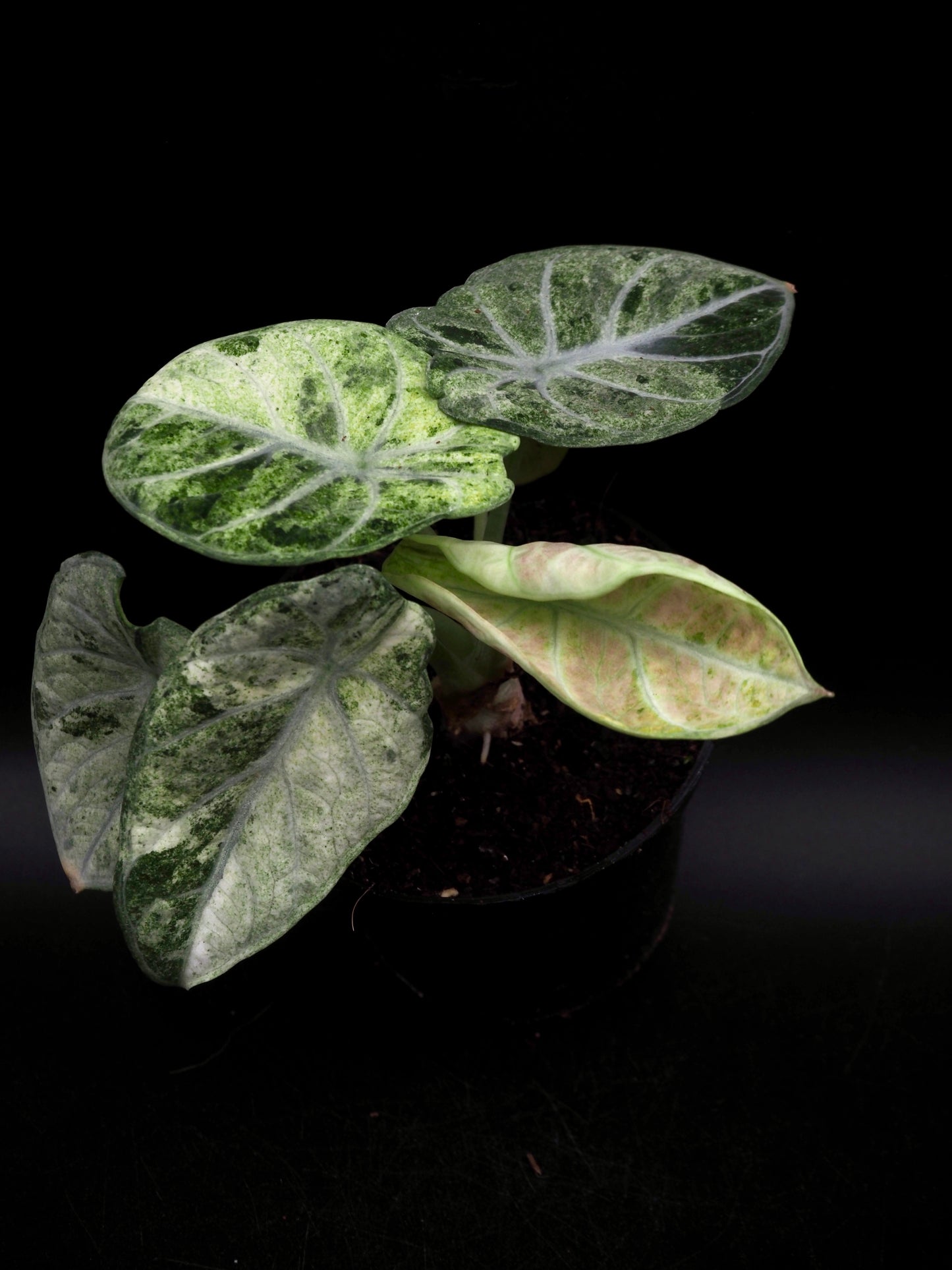 Alocasia Ninja Tricolor