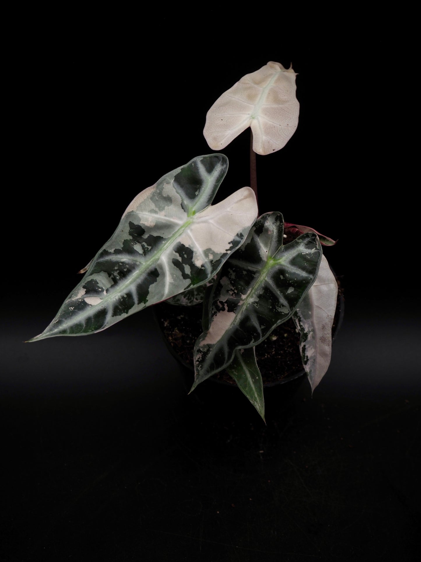 Alocasia Bambino Pink Variegata