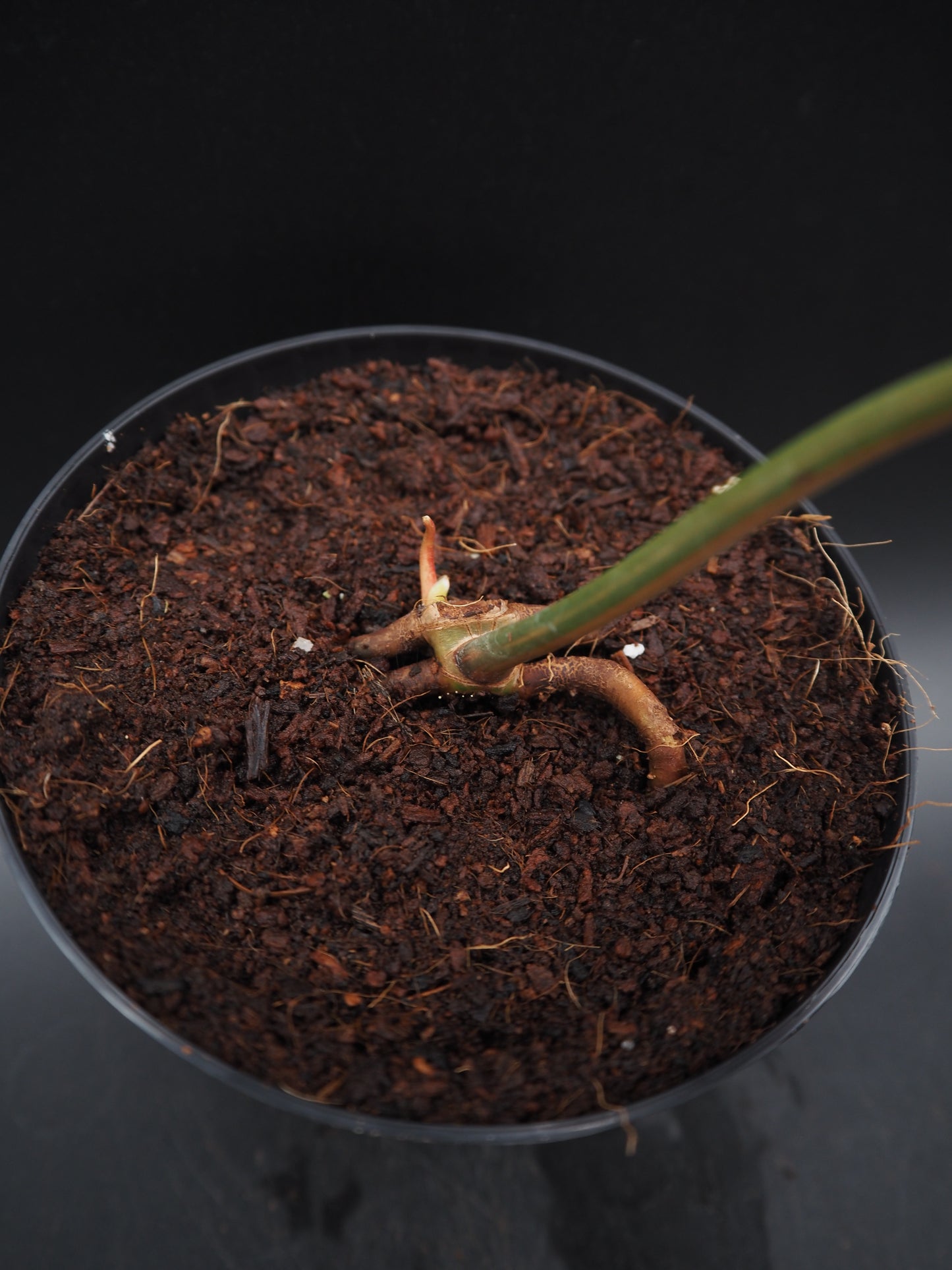 Philodendron Atabapoense Pink