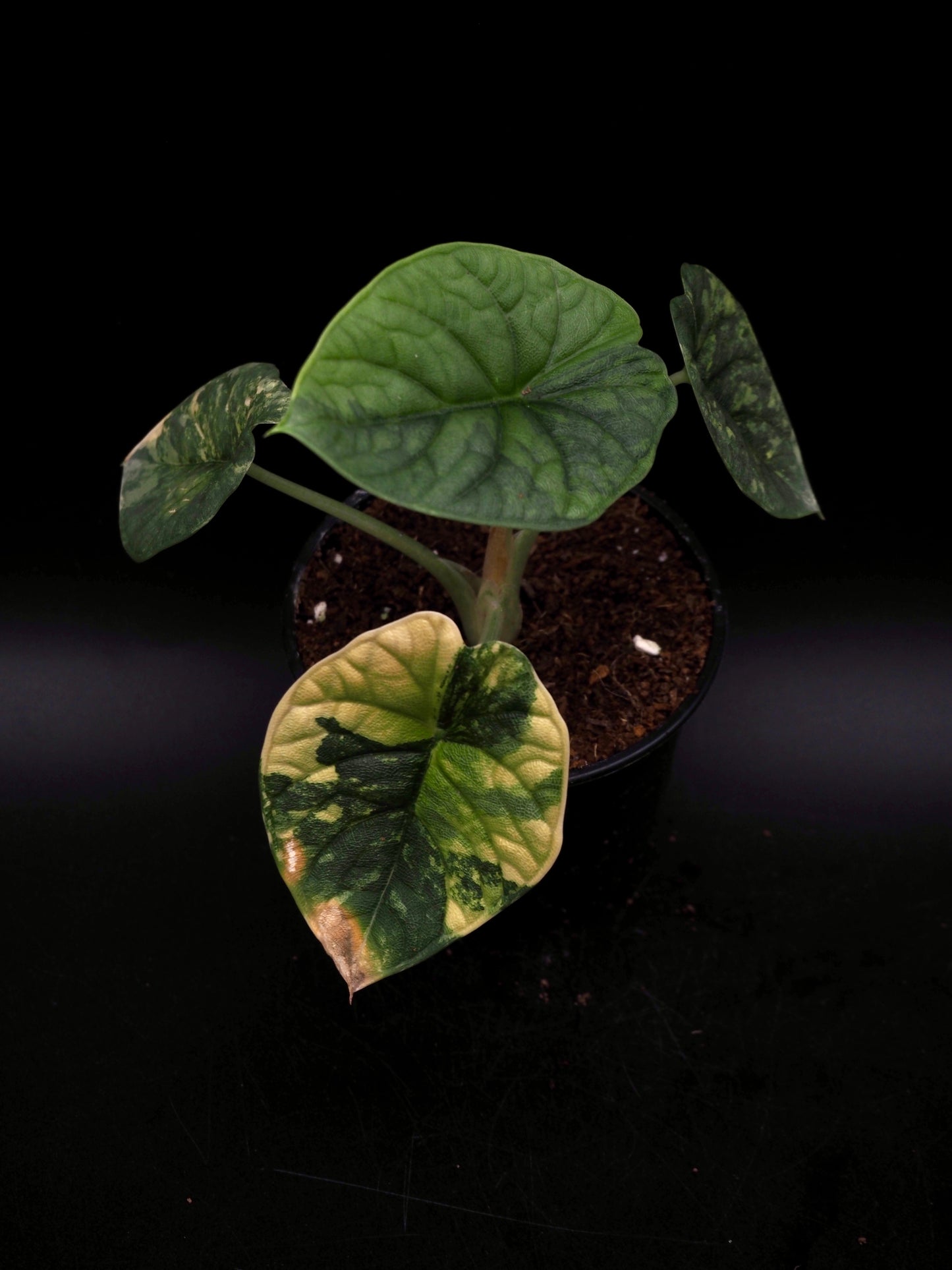 Alocasia Melo Aurea