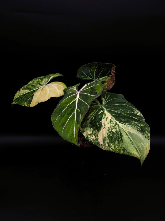 Philodendron Gloriosum Aurea