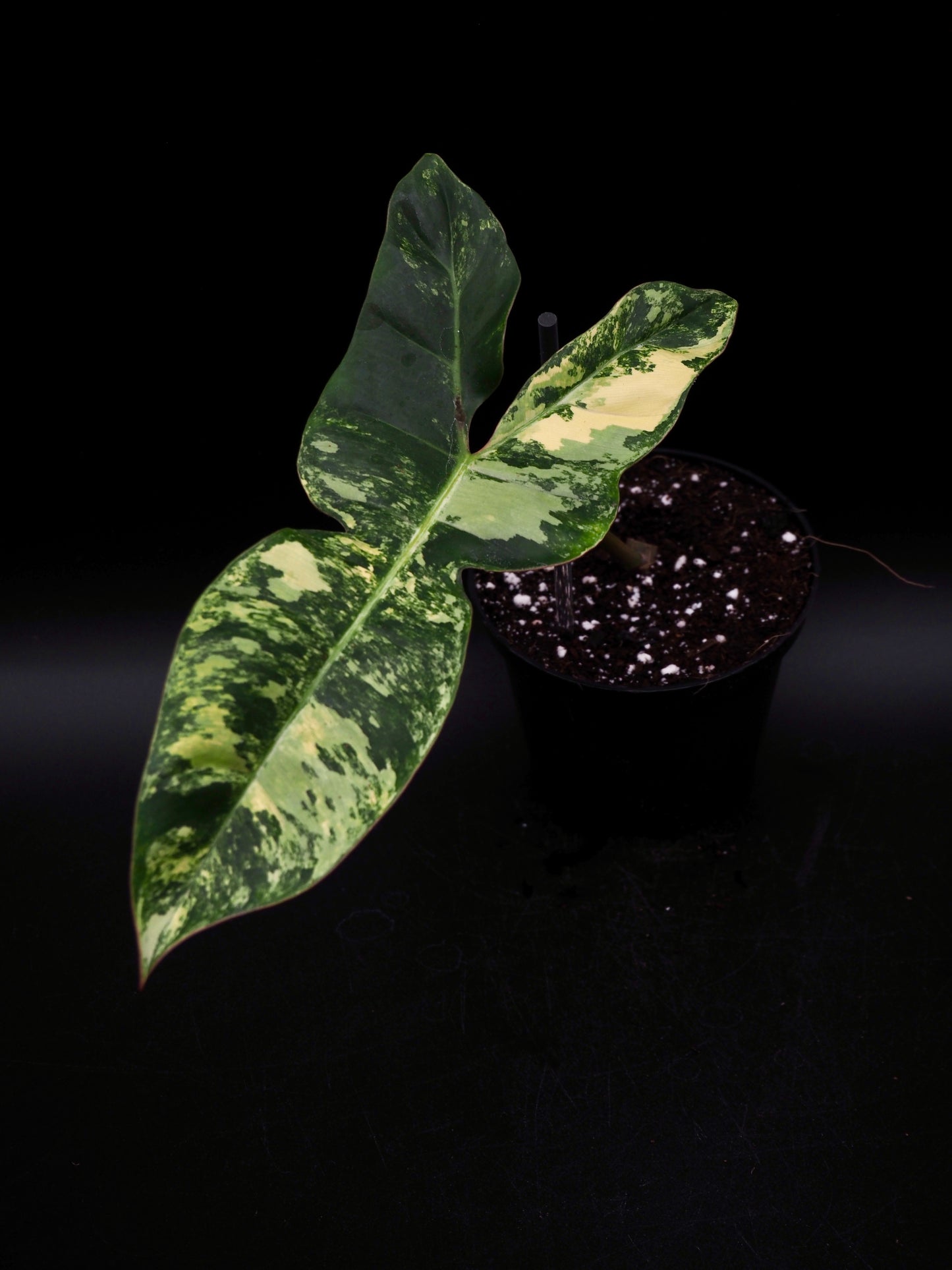 Philodendron Florida Beauty x Billitiea (Jennifer)