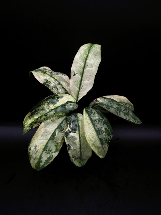 Aglaonema Suvarnabhumi Variegata
