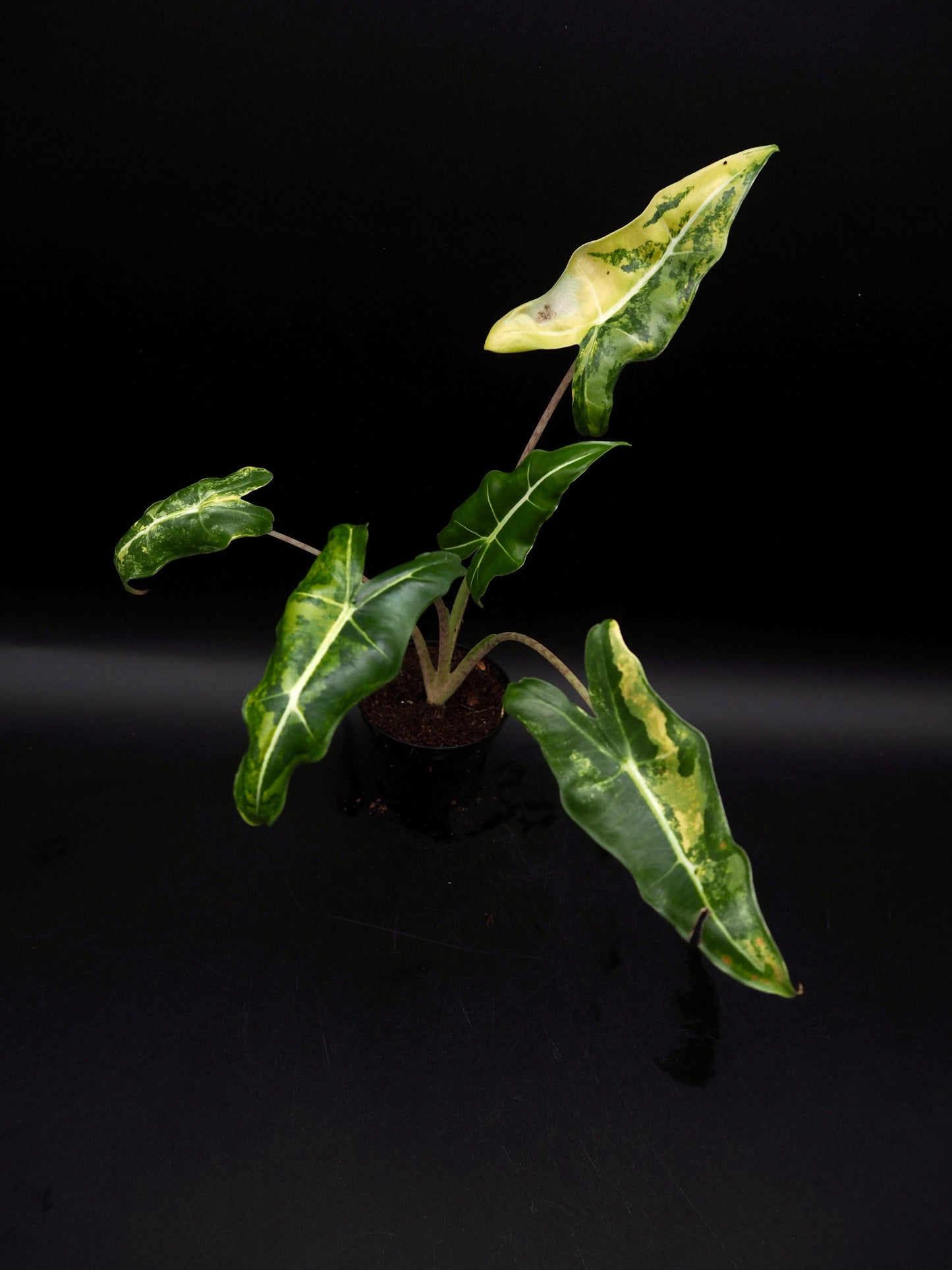 Alocasia Sarian Aurea