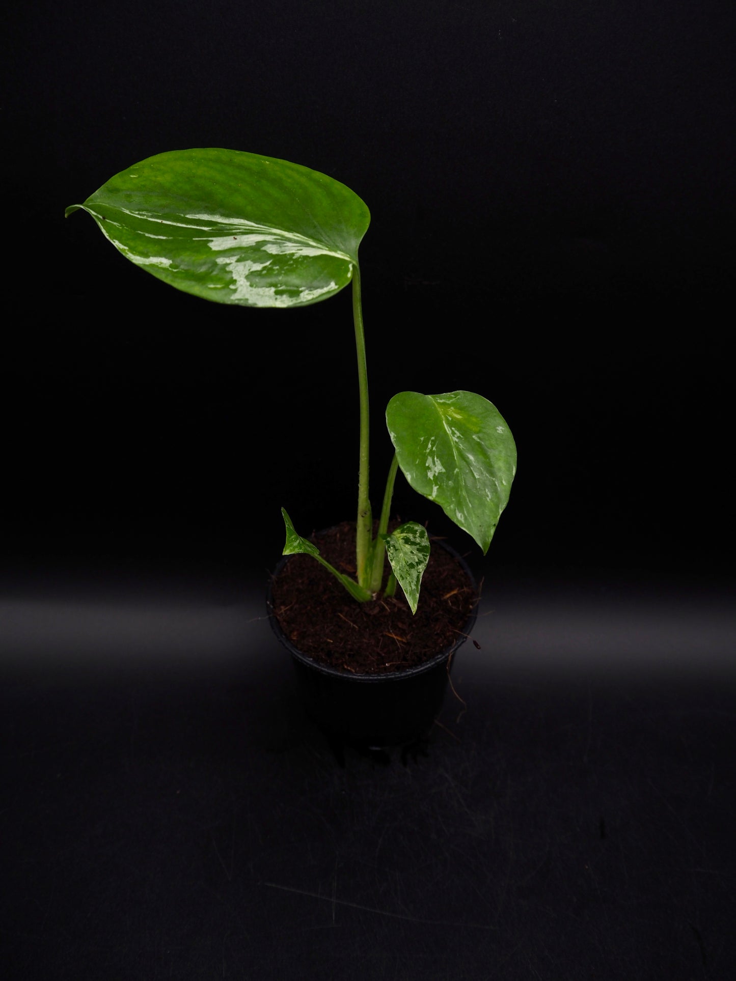 Monstera Bulbasaur