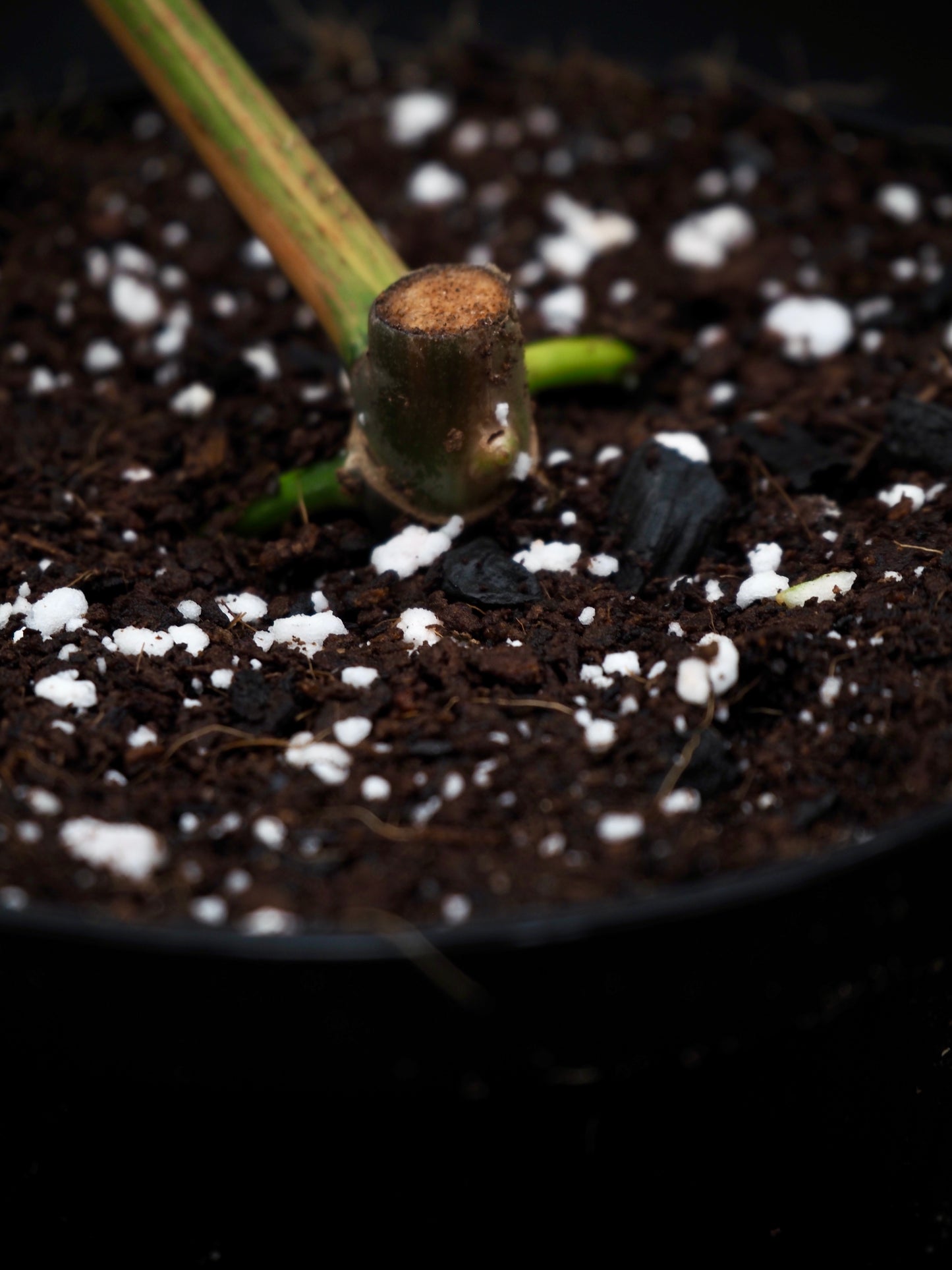 Philodendron Florida Beauty x Billitiea (Jennifer)