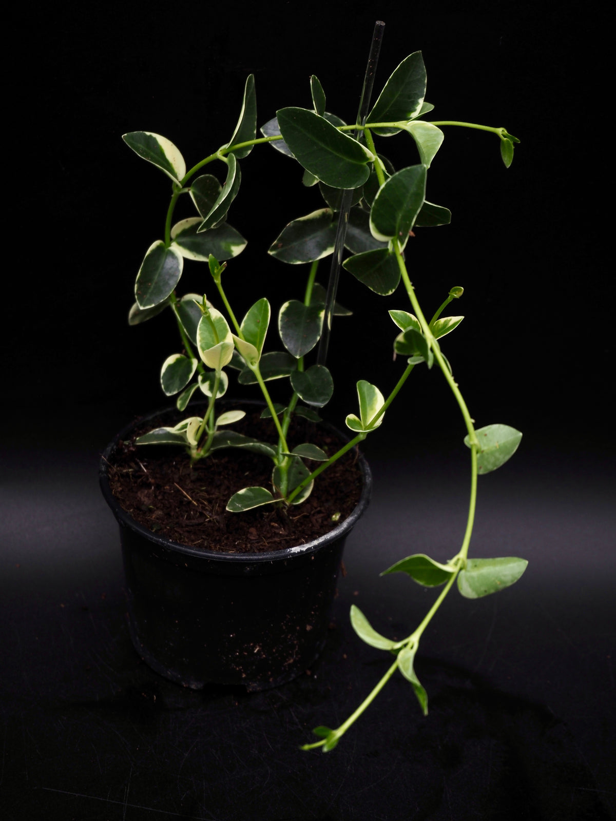 Hoya Cummingiana Variegata