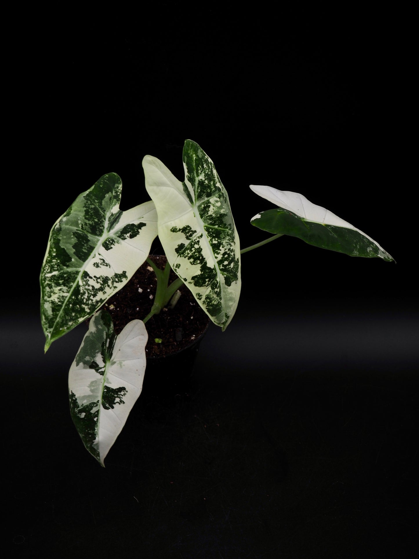 Alocasia Frydek Variegata