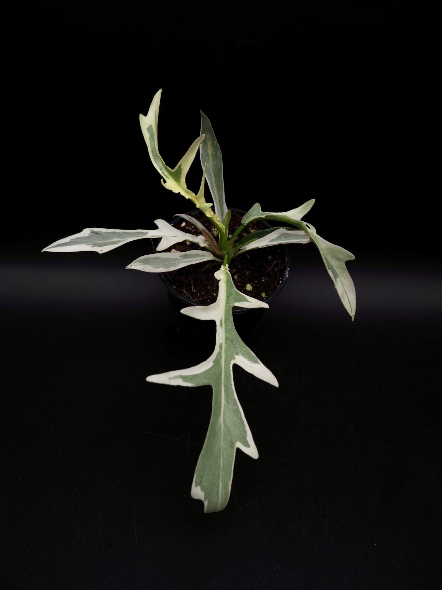 Philodendron Tortum Albo Variegata