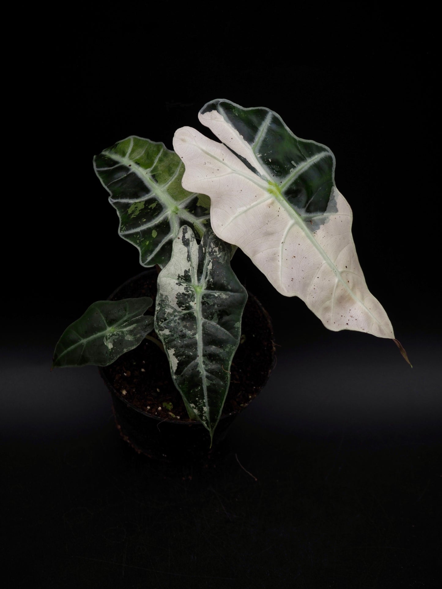 Alocasia Polly Pink Variegata