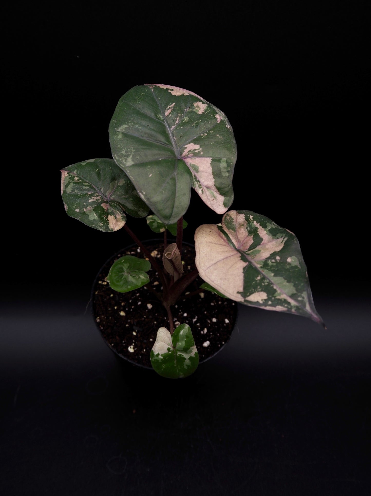 Alocasia Yucatan Princess Pink