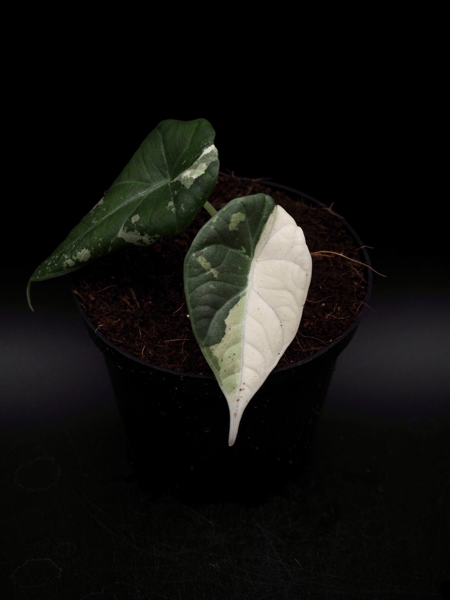 Alocasia Maharani Albo Variegata