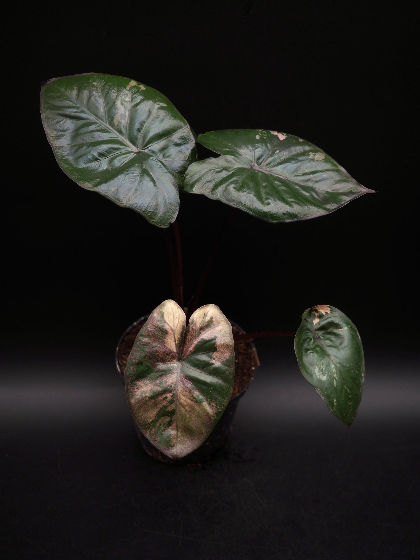 Alocasia Serendipity Variegata