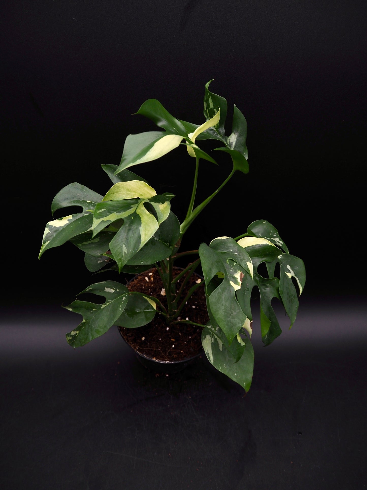 Rhaphidophora Tetrasperma Variegata