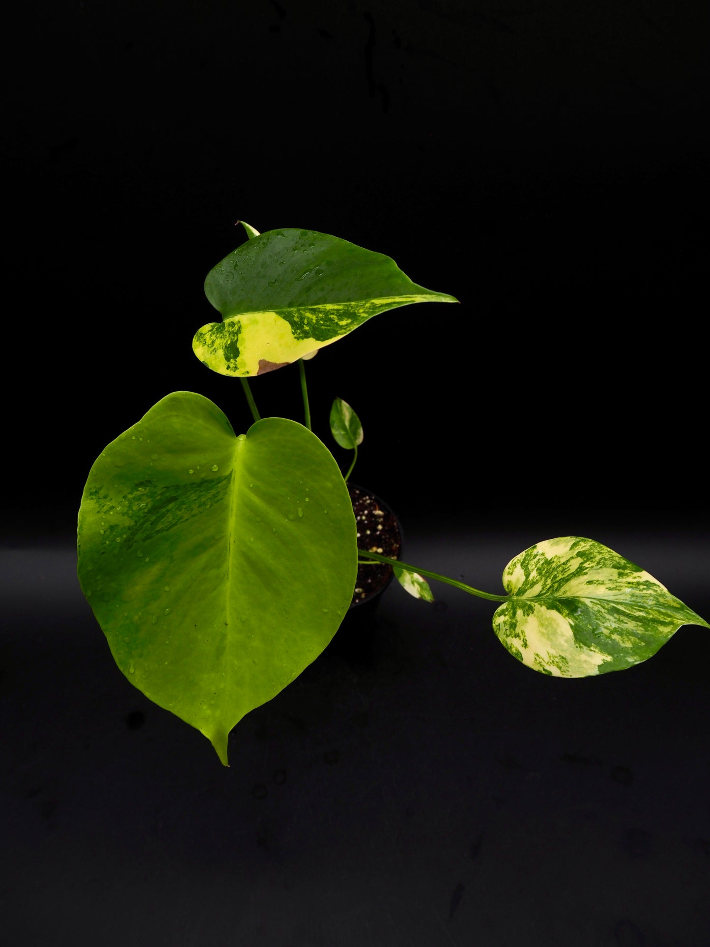 Monstera Yellow Marylin