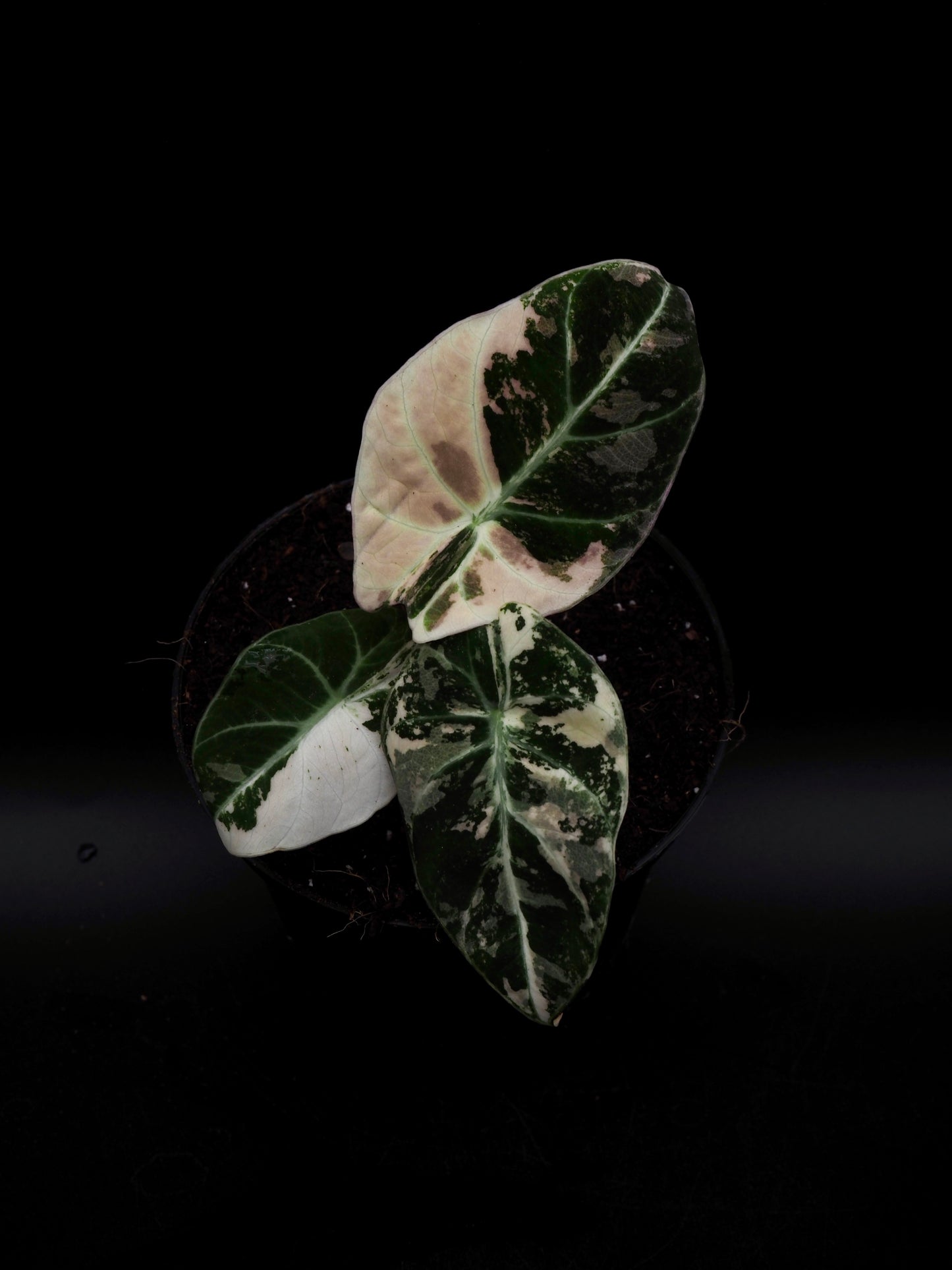 Alocasia Black Velvet Pink