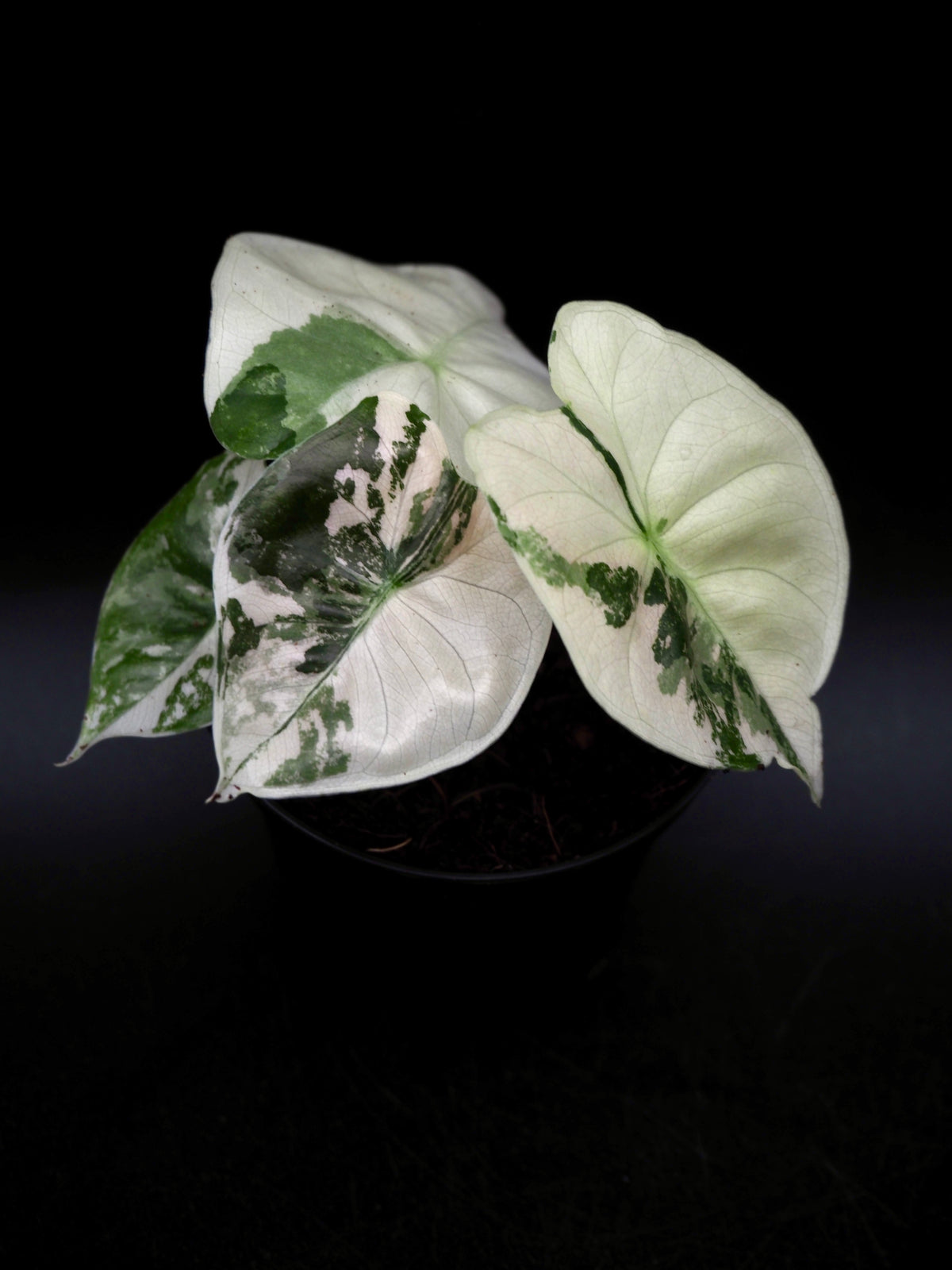 Alocasia Golden Bone Pink Variegata